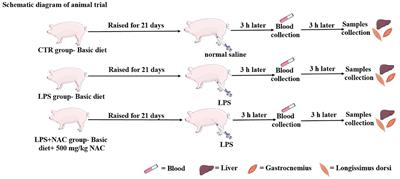 Dietary supplementation with N-acetylcysteine confers a protective effect on muscle and liver in lipopolysaccharide-challenged piglets